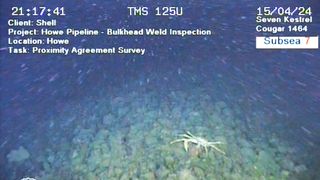 Bardolino Fowline rock dumb